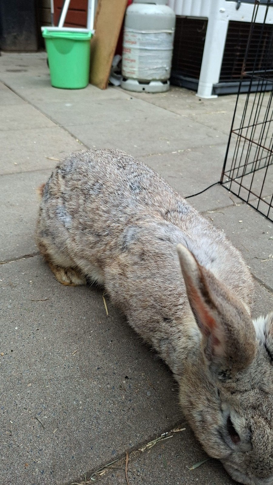 Vlaamse reus voedsters, Dieren en Toebehoren, Ophalen