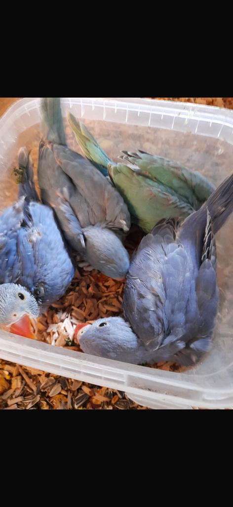 halsband parkieten, Ophalen of Verzenden, Hout, Vogelkooi