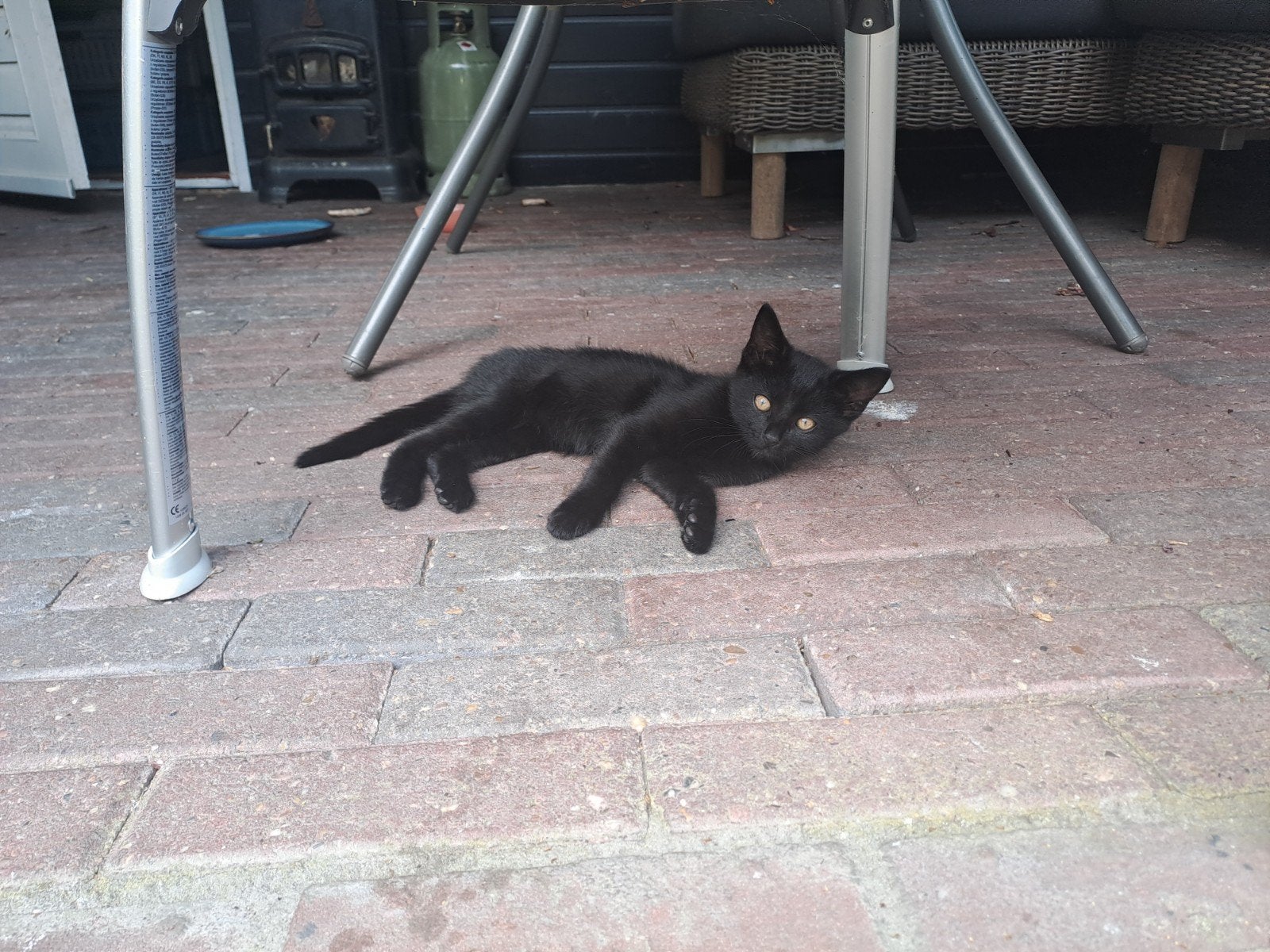 erg mooie speelse kitten, Poes, 0 tot 2 jaar