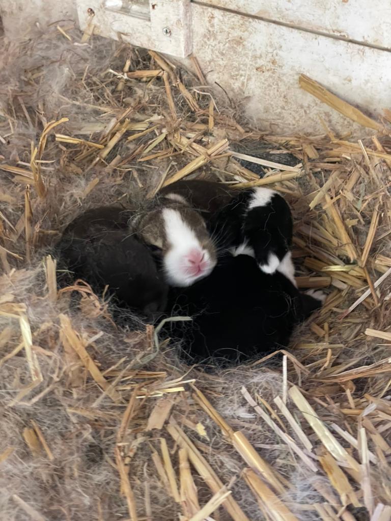 Baby konijntjes, Meerdere dieren, Hangoor