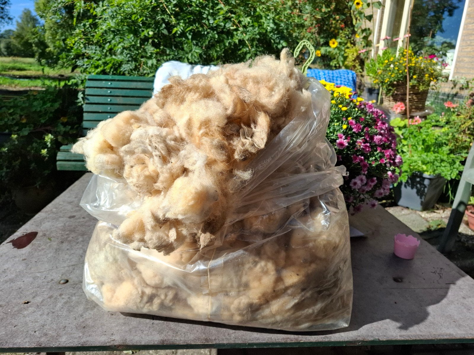Ruwe wol van  Suffolk schaap,  voor spinnen of vilten, Ophalen of Verzenden, Nieuw, Spinwol