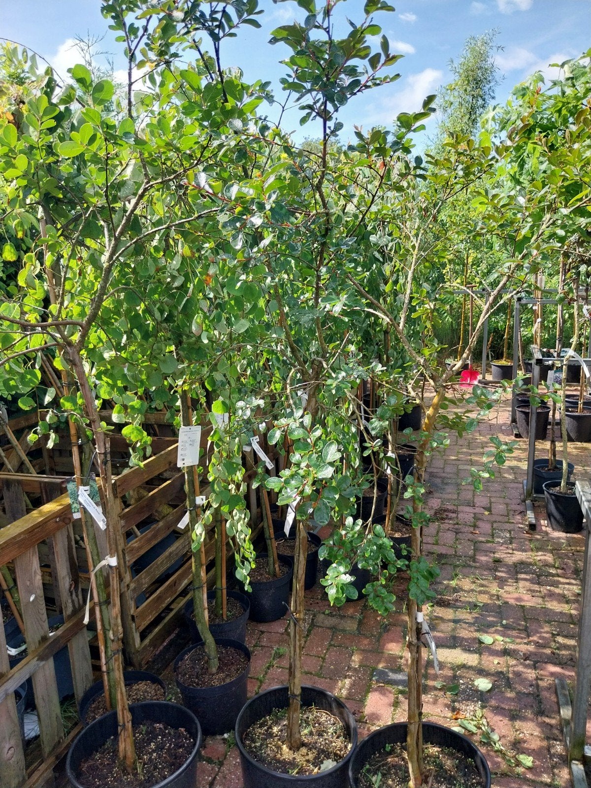 3x Lagerstroemia Indica op stam - Prachtige bloeiers, Volle zon, Vaste plant, Zomer, Ophalen