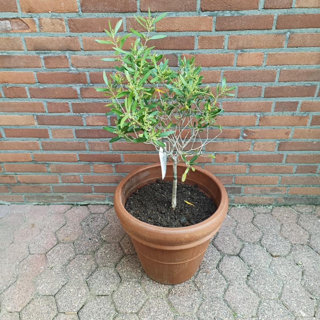 Jonge olijfboom in een grote terracotta pot, Tuin en Terras, Ophalen, Overige soorten, Volle zon