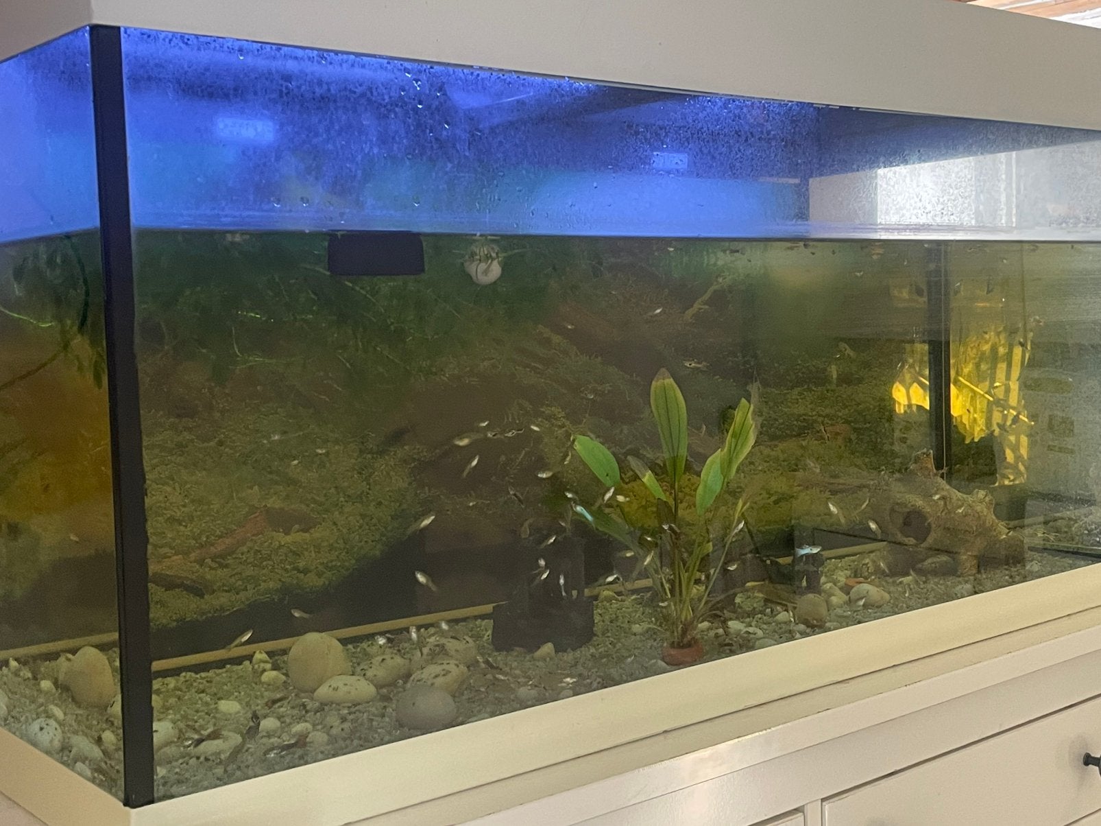 Groot Aquarium van Ferplast, Ophalen, Zo goed als nieuw, Leeg aquarium