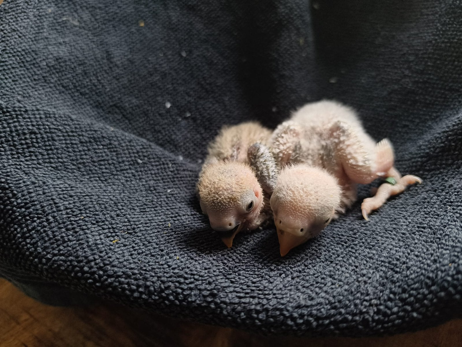2 jonge Agapornis roseicollis, Dieren en Toebehoren, Geslacht onbekend