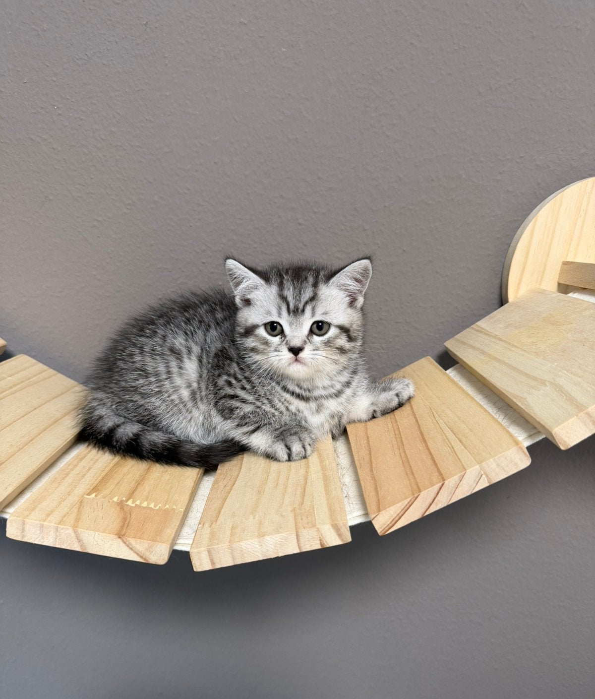 Britse Korthaar kittens. Exclusieve kleuren, Dieren en Toebehoren, Meerdere dieren, Kortharig, 0 tot 2 jaar
