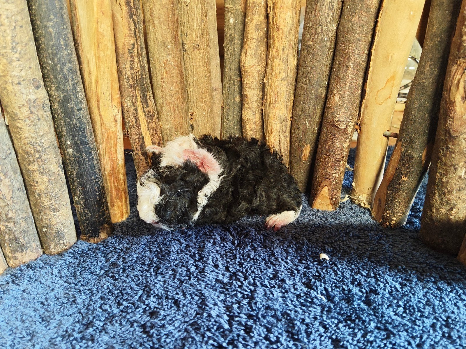 Lunkarya beertje, Cavia, Juni, Mannelijk, Tam