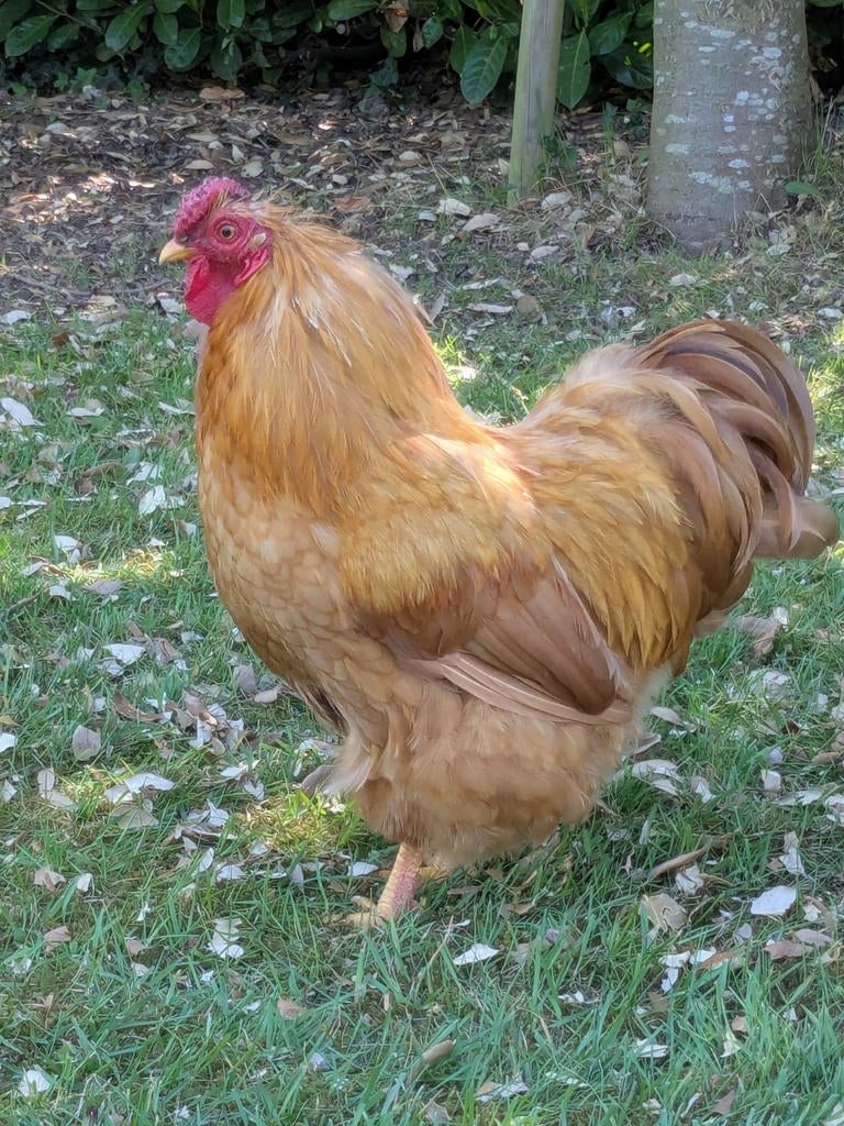 2x Wyandotte haan gratis, Dieren en Toebehoren, Mannelijk, Kip