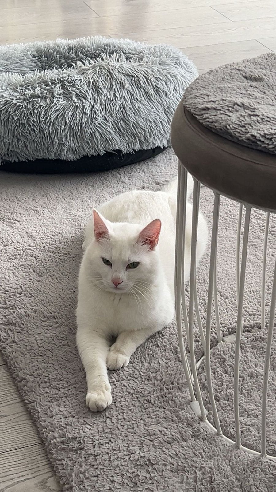 Witte kater 2 jaar oud, gratis, Dieren en Toebehoren, Katten en Kittens | Overige Katten, Kater