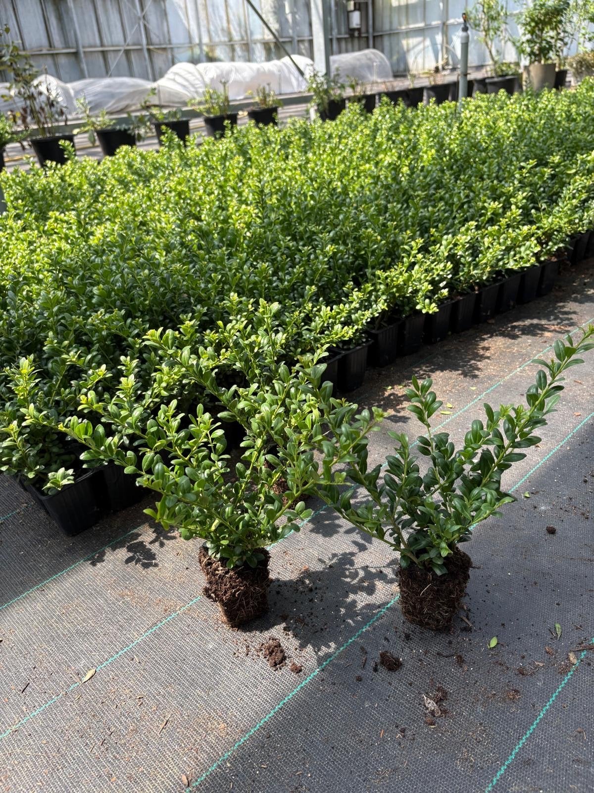 Ilex crenata (buxus vervanger), Volle zon, Vaste plant, Bloeit niet, Ophalen