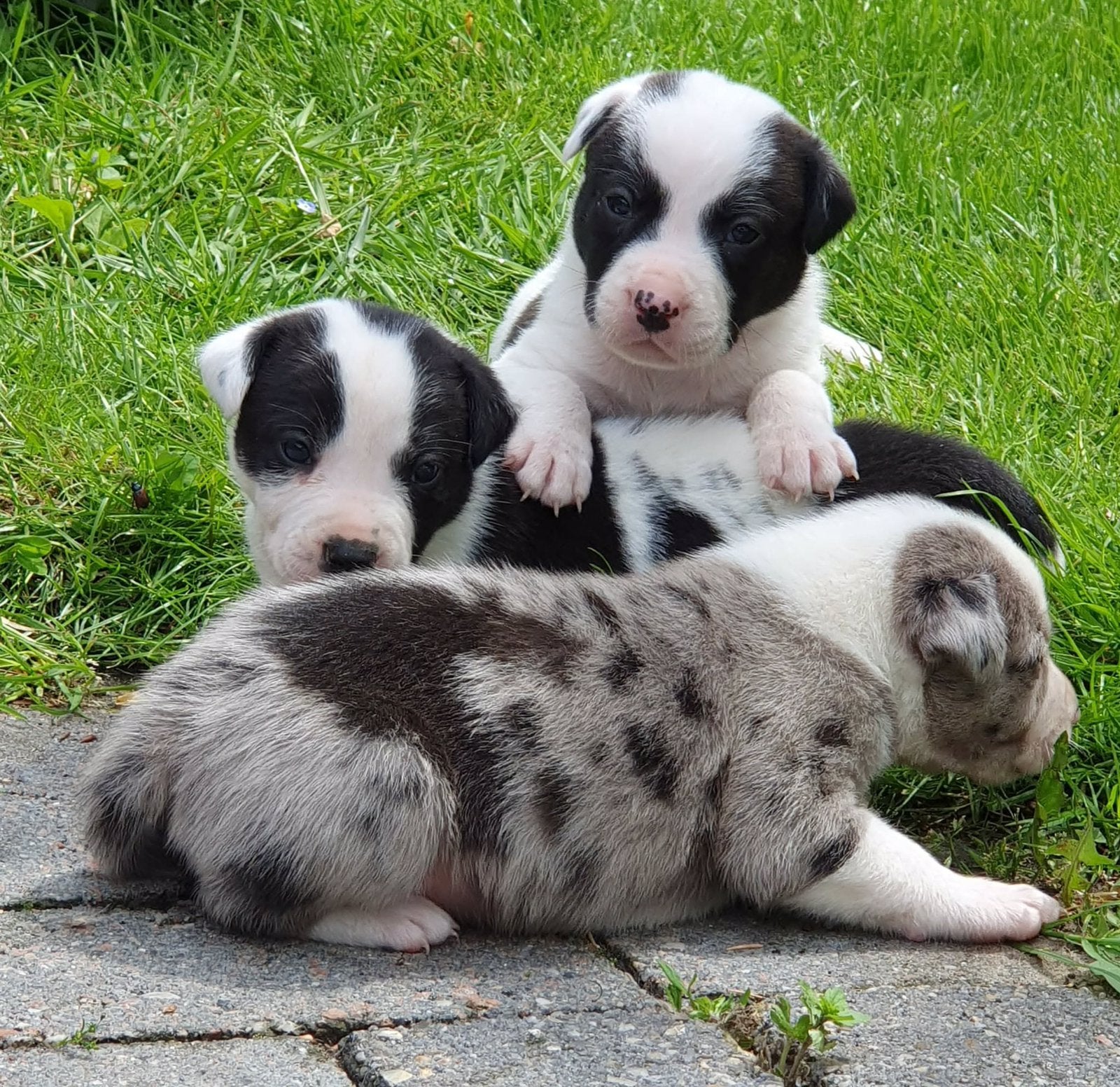 Border Collie x Amerikaanse Bulldog pups, Parvo, 8 tot 15 weken, Bulldog, Meerdere