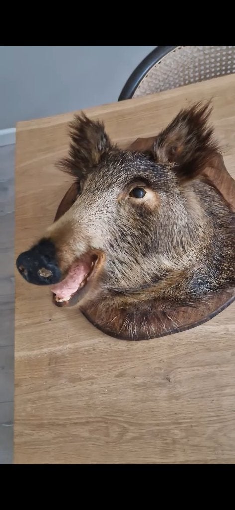 Taxidermy Wild Zwijn, Ophalen of Verzenden, Gebruikt, Wild dier, Opgezet dier