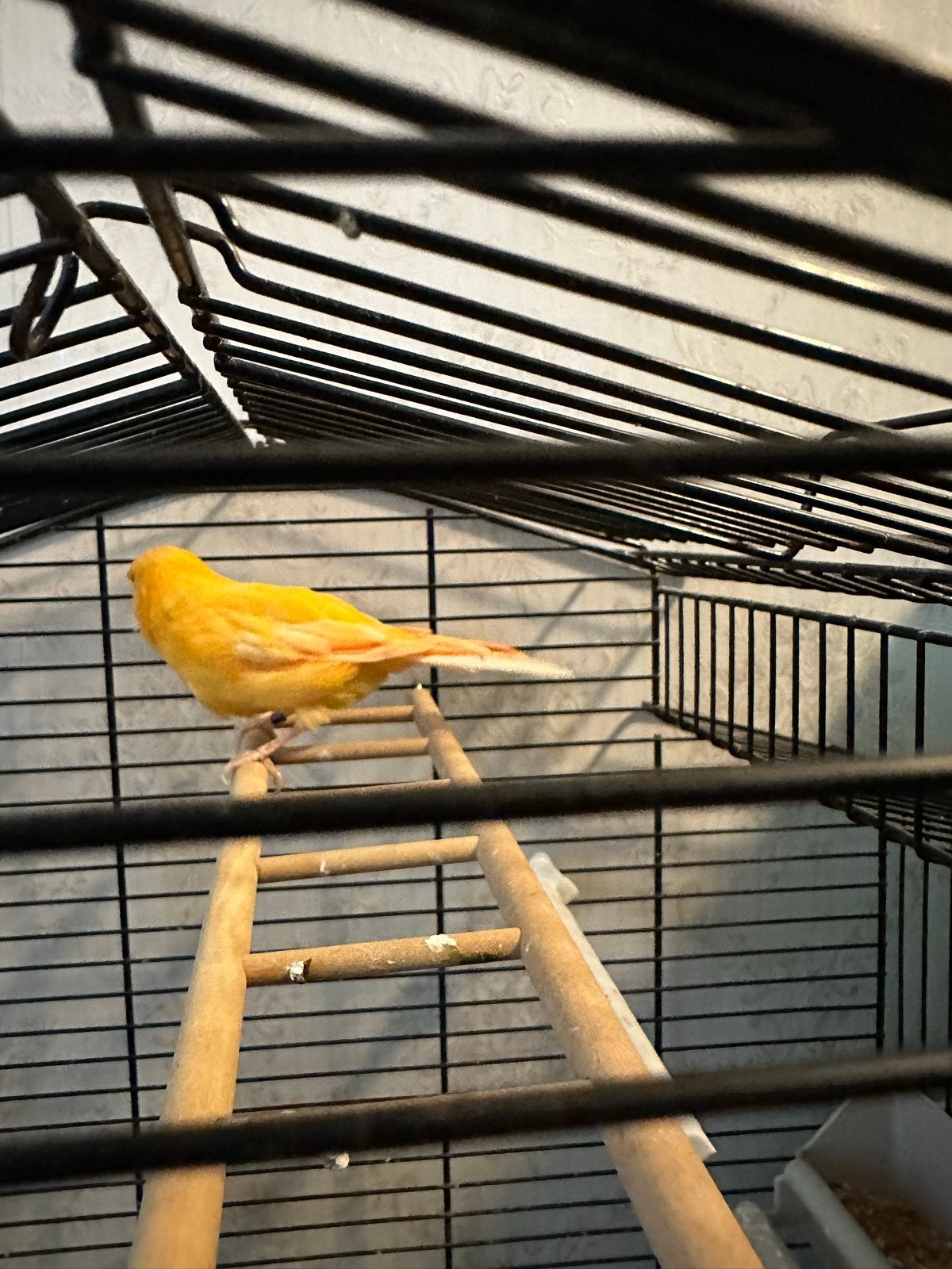 Kanarie met kooi te koop – €25, Dieren en Toebehoren, Vogels | Kanaries, Mannelijk, Zangkanarie