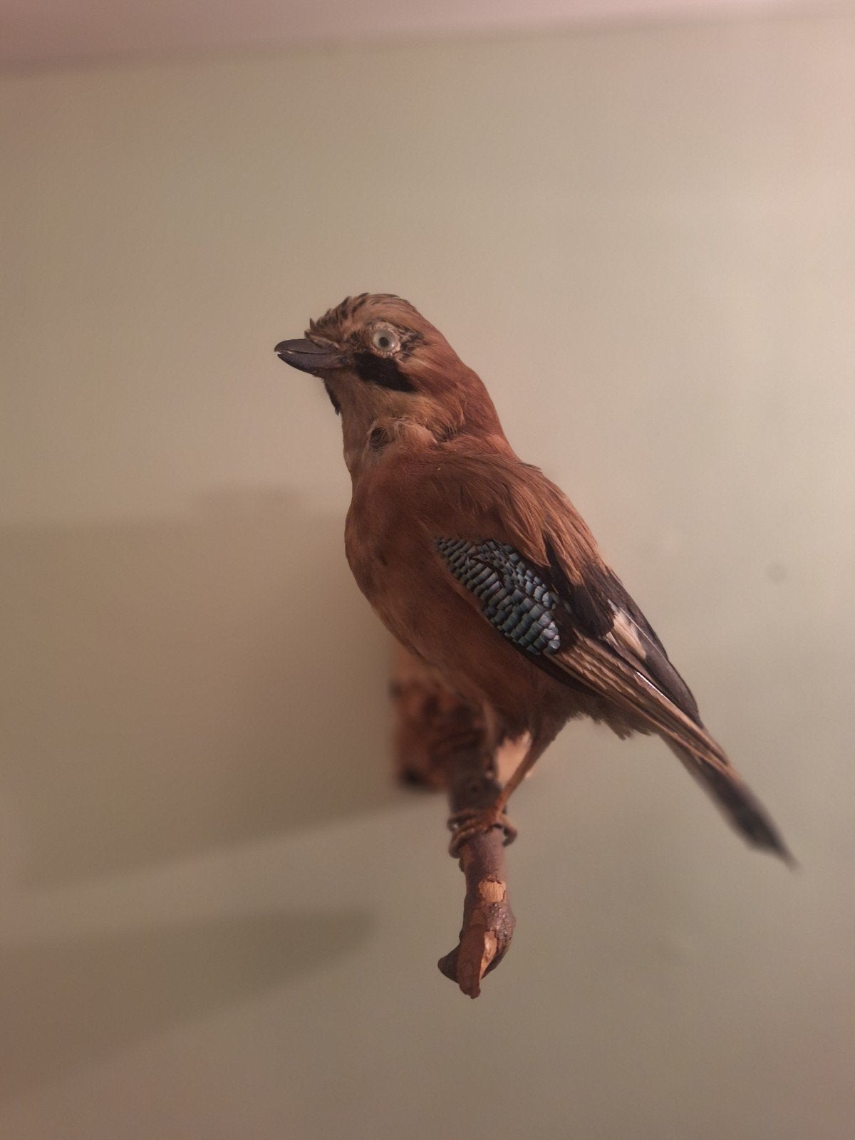 Vogel opgezet. Vlaamse gaai. Taxidermie., Ophalen of Verzenden, Zo goed als nieuw, Vogel, Opgezet dier