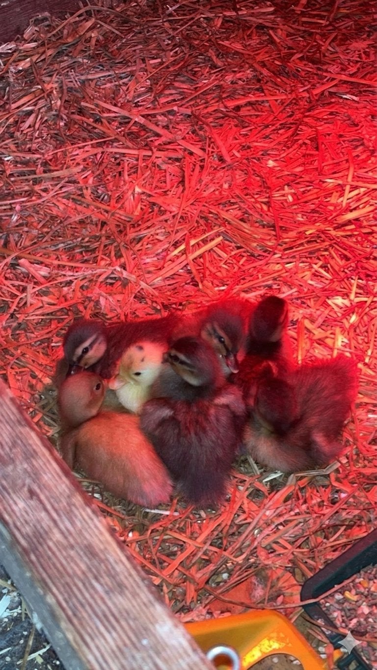 Kwaker kuikens, Dieren en Toebehoren, Pluimvee, Geslacht onbekend, Eend
