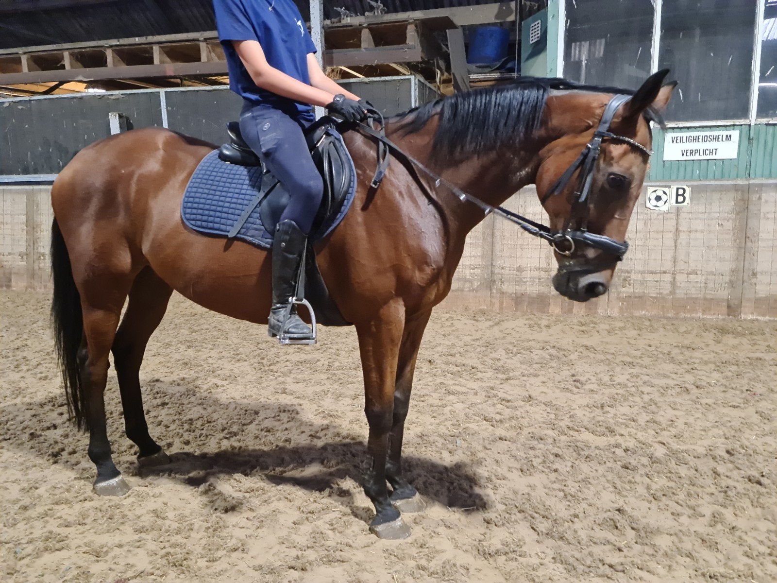 Brave ruin 17 jaar 1.65m, Dieren en Toebehoren, Paarden, Ruin, Recreatiepaard