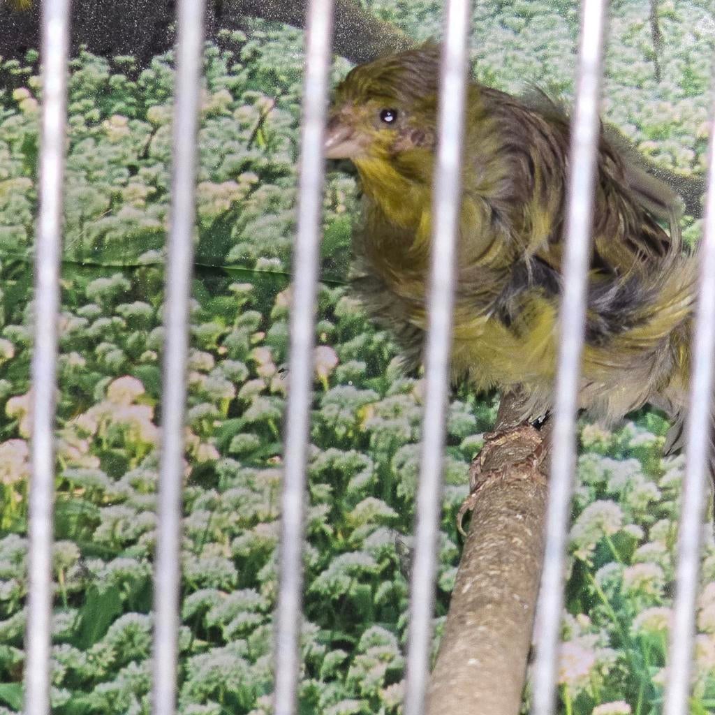 Kanarie mehringer postuur kanarie, Dieren en Toebehoren, Vogels | Kanaries, Mannelijk, Kleurkanarie