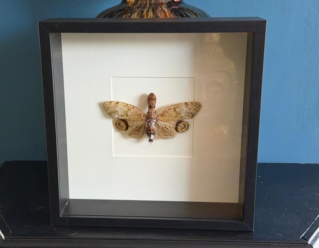 Geprepareerde vlinder in een 3d lijst, Ophalen of Verzenden, Insect, Opgezet dier