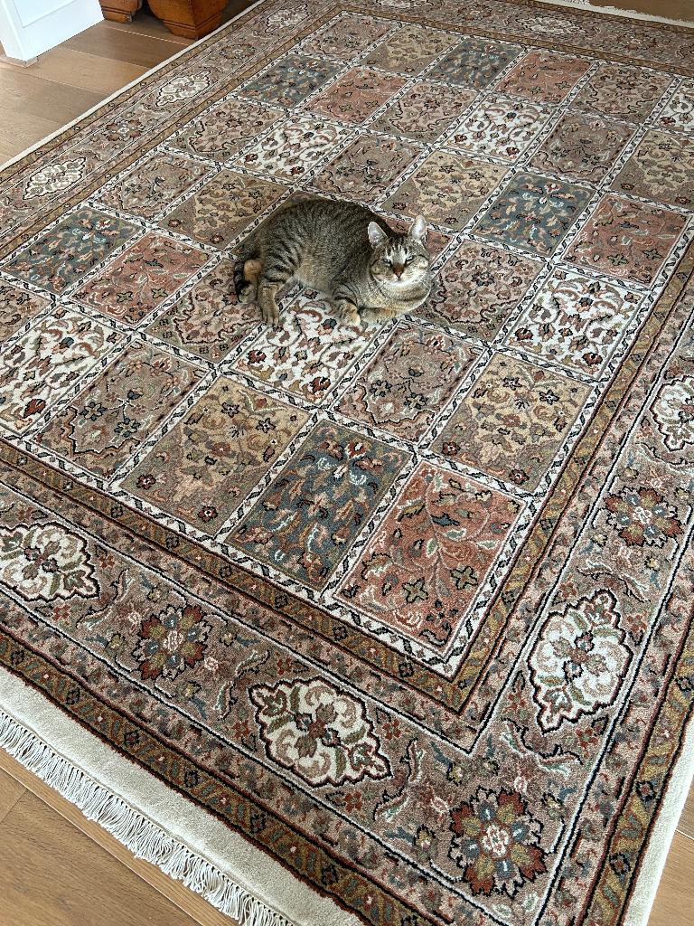 Bahtari (Indiaas vloerkleed), Ophalen, 200 cm of meer, Bruin, Rechthoekig