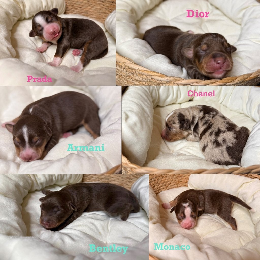 Mini Australian Shepherd pups, nestje, Fokker | Hobbymatig, CDV (hondenziekte), 8 tot 15 weken, Buitenland