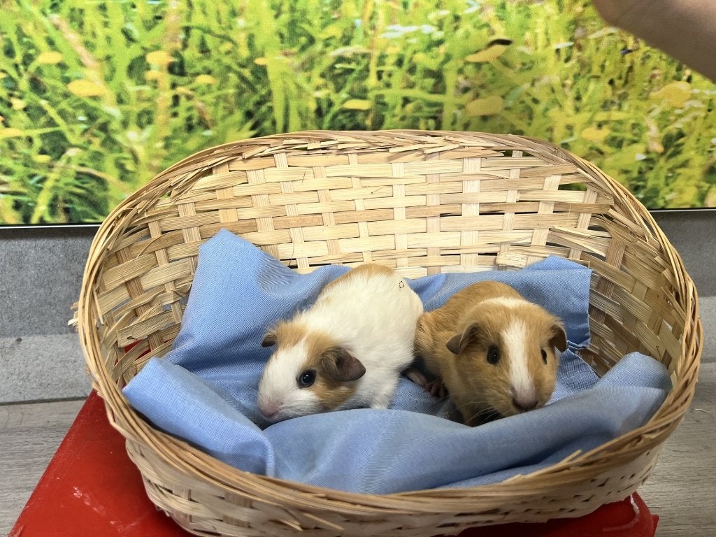 diverse jonge cavia beertjes, Juni, Mannelijk, Cavia