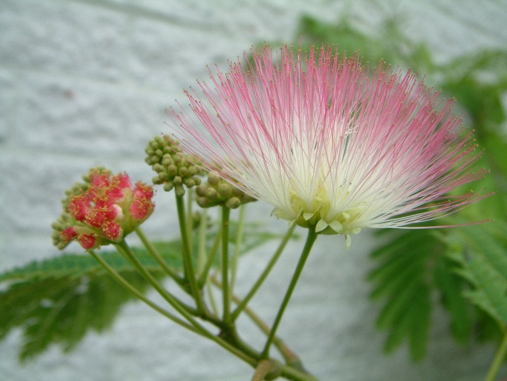 Perzische Slaapboom, Tuin en Terras, Planten | Bomen, Halfschaduw, Overige soorten, Zomer, Ophalen