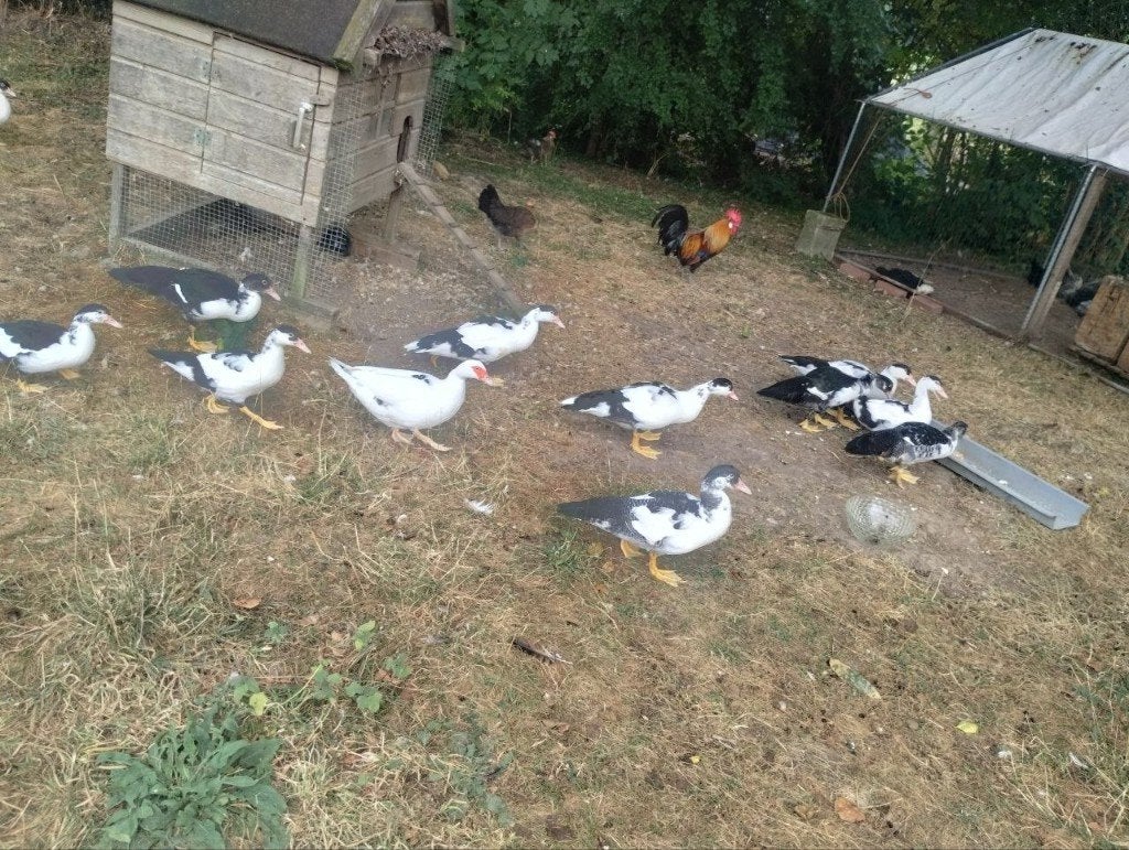 Muskuseenden, Dieren en Toebehoren, Pluimvee, Vrouwelijk, Kip