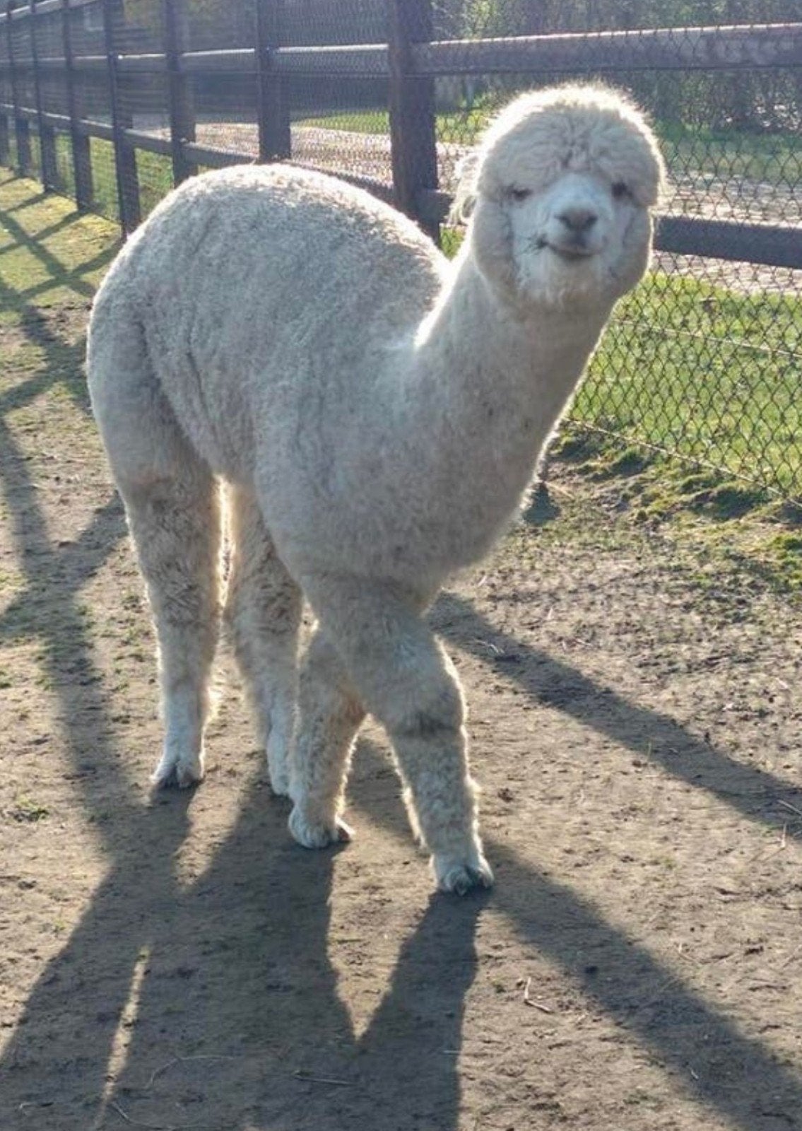 Noah, alpaca merrie AAB huacaya, Dieren en Toebehoren, Overige Dieren, Juni, Vrouwelijk
