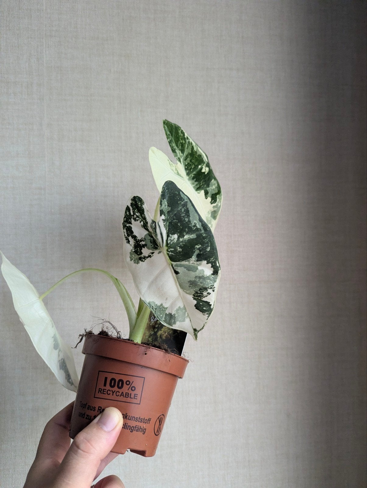Alocasia Frydek Variegata (Half Moon/90% Moon), Tuin en Terras, Planten | Tuinplanten, Overige soorten, Vaste plant, Ophalen of Verzenden