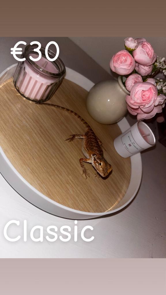 Baardagaam classic €30 Bearded Dragon - male for sale from Hailey