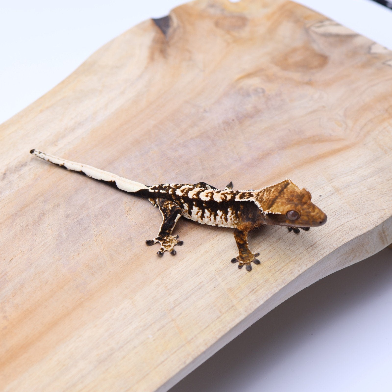 Correlophus ciliatus wimpergekko JOKERGECKOS 10, Dieren en Toebehoren, Hagedis, 0 tot 2 jaar
