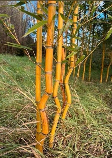 Bamboe (Phyllostachys veel soorten'), Volle zon, Vaste plant, Bloeit niet, Ophalen