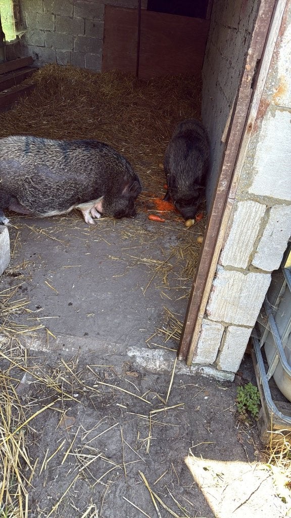2 Hangbuikzwijnen, Vrouwelijk, Varken, 0 tot 2 jaar