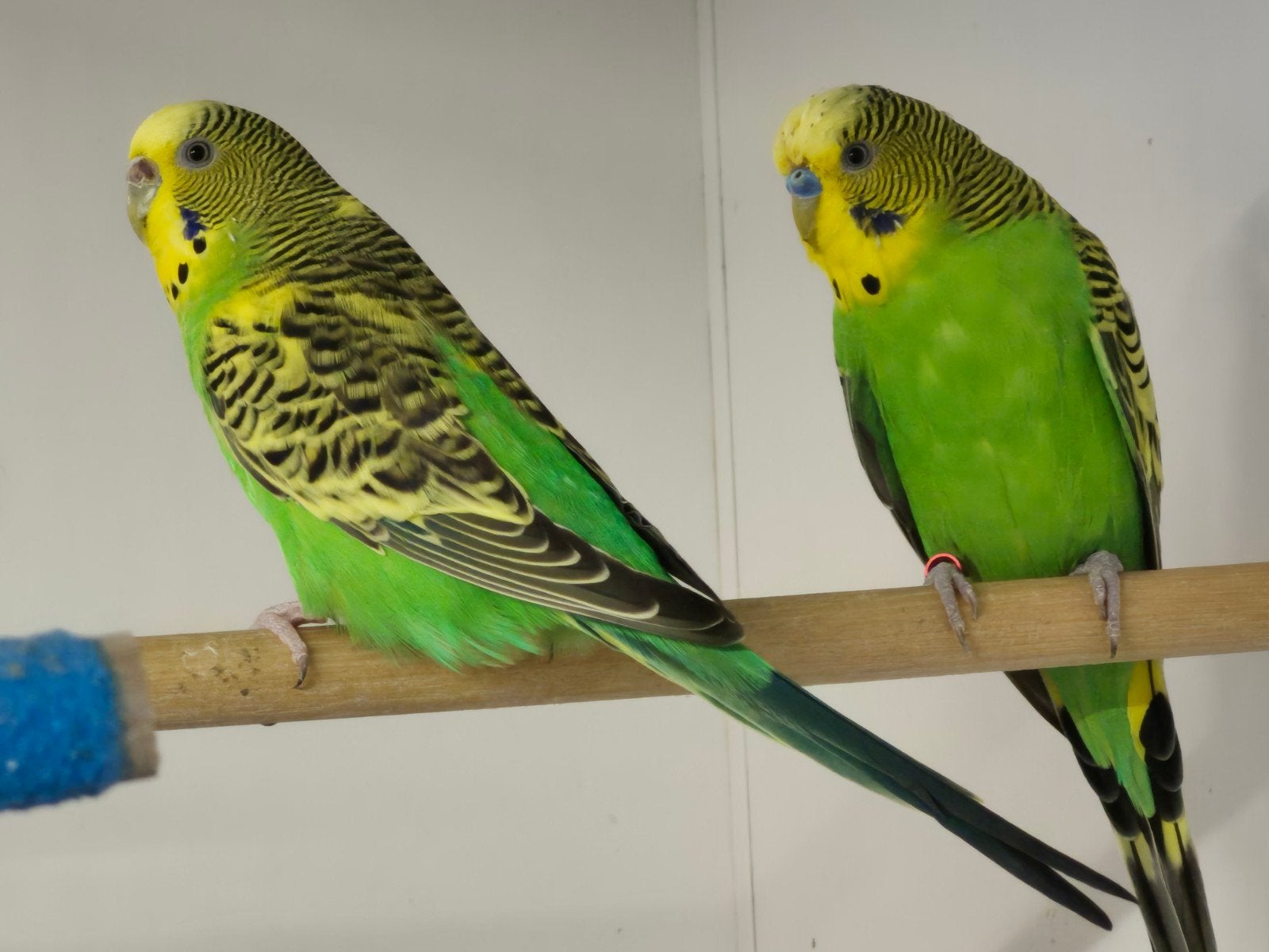 apart koppel bonte grasparkieten, Meerdere dieren, Parkiet