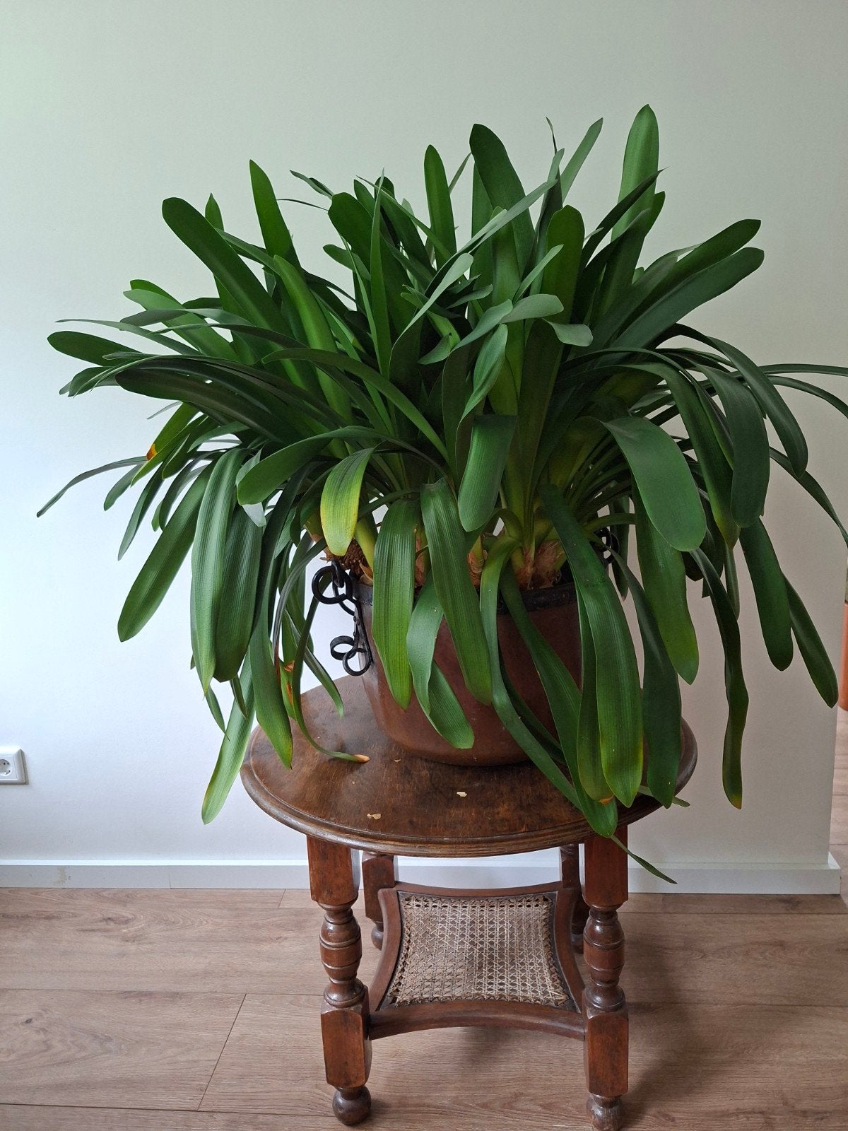 Grote Clivia plant in pot - Groene kamerplant, Ophalen, Overige soorten, Halfschaduw, In pot