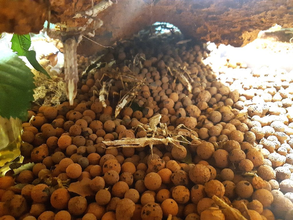 Sungaya aeta (wandelende tak), Dieren en Toebehoren, Wandelende tak