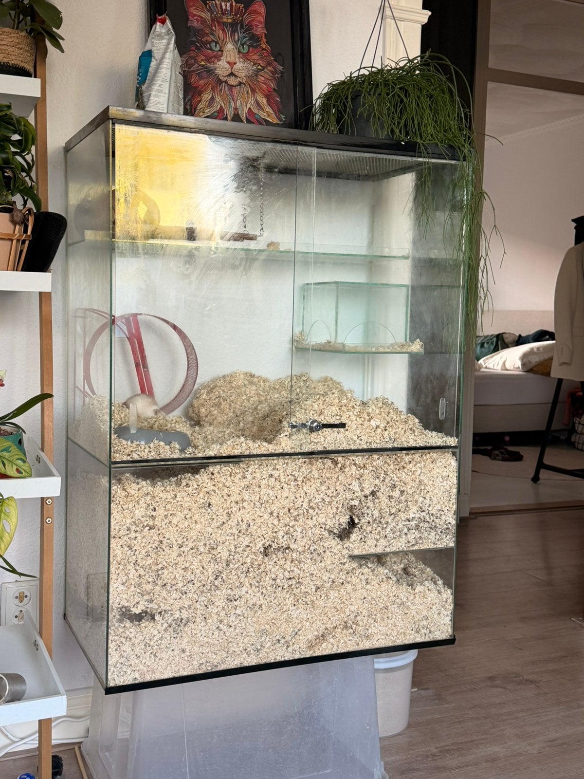 *SPOED* Lieve gerbils zoeken nieuw huisje, Ophalen, Zo goed als nieuw