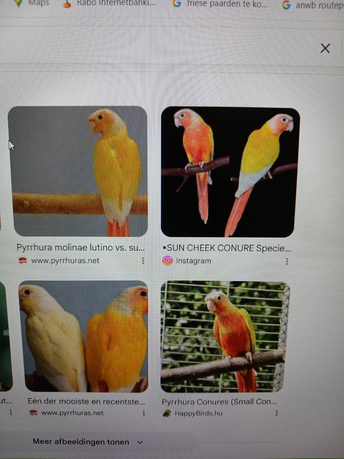 Pyrrhura Suncheek . Foto's Internet., Dieren en Toebehoren, Vogels | Parkieten en Papegaaien, Meerdere dieren, Parkiet