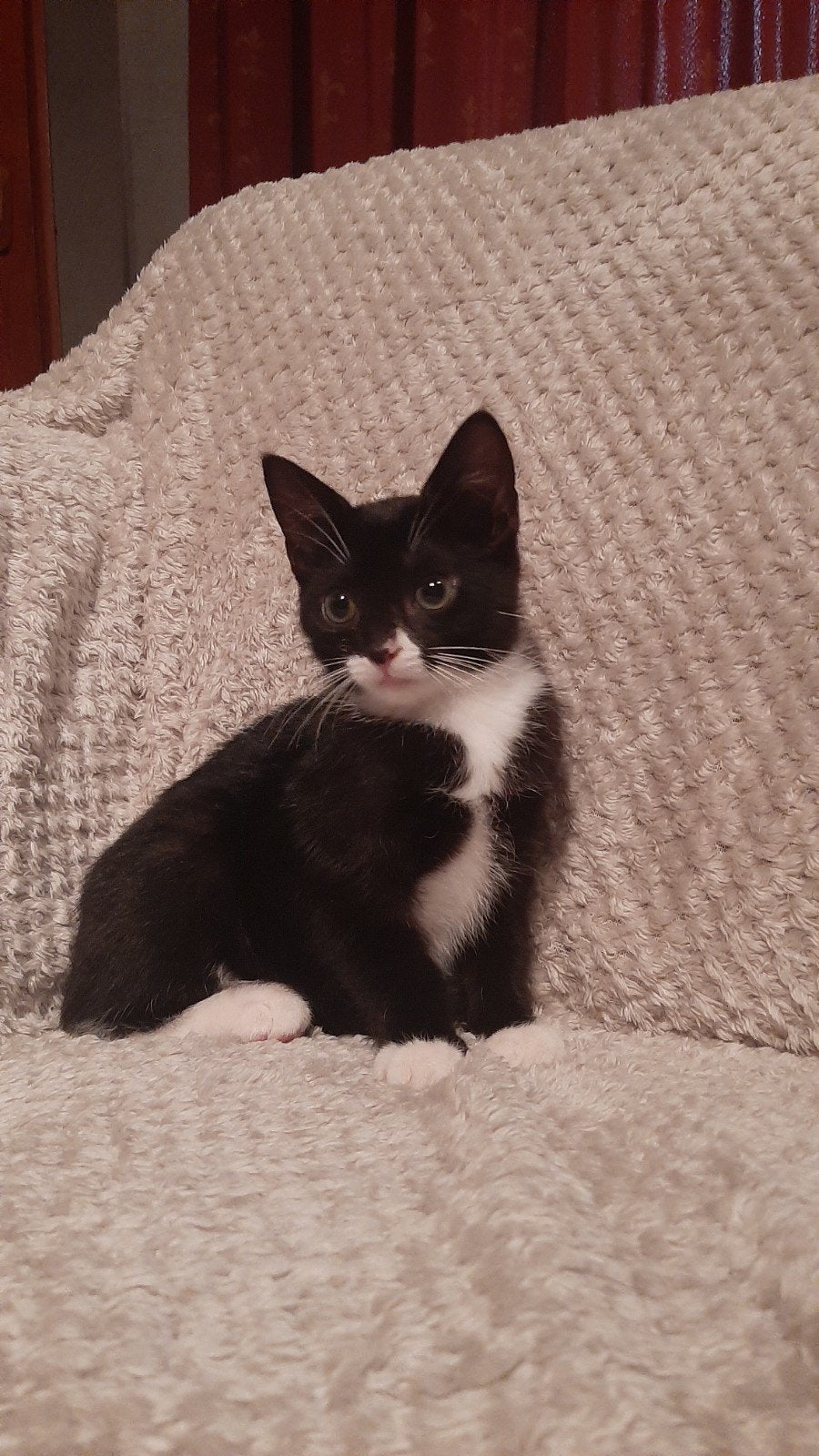 Lief kitten te koop!, Dieren en Toebehoren, Meerdere dieren
