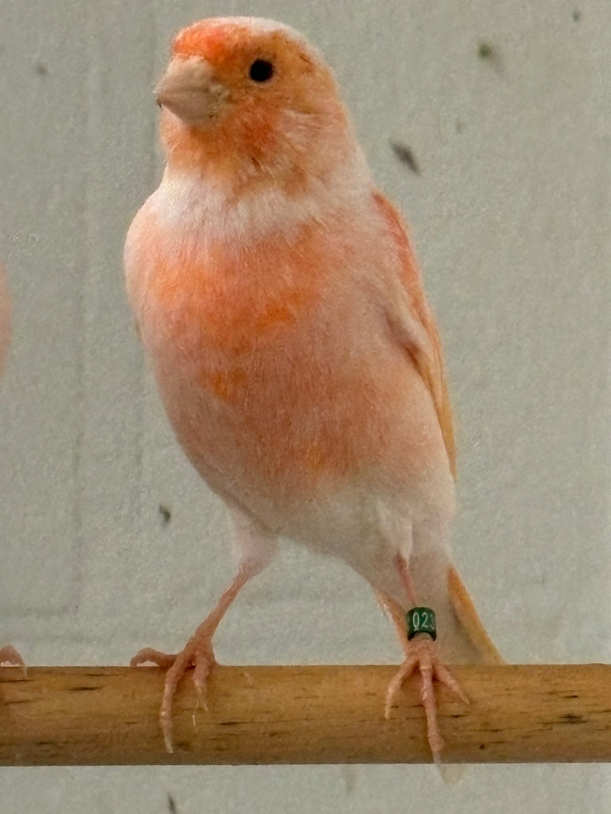Rood mozaïek kanaries, Dieren en Toebehoren, Meerdere dieren, Kleurkanarie