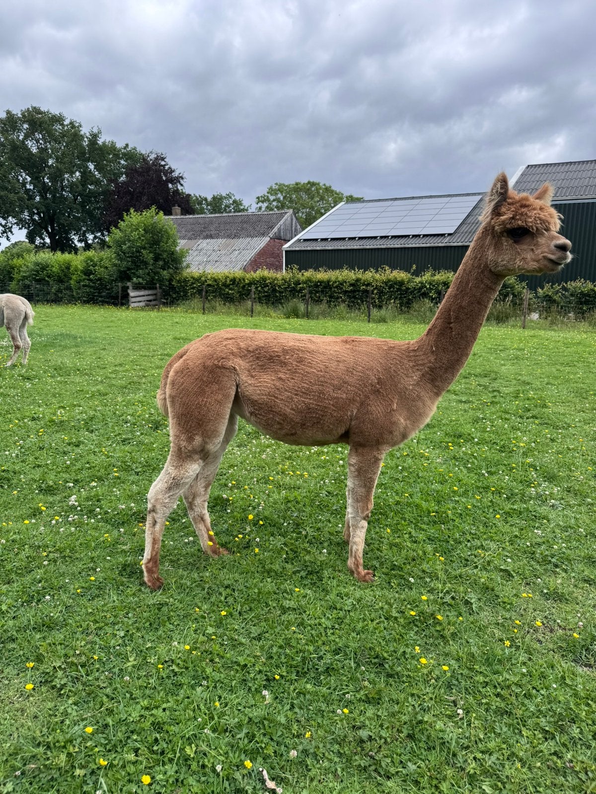 Alpaca’s: merries, ruinen (dek) hengsten, Mei, Meerdere dieren
