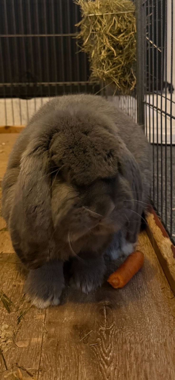 Super lieve franse hangoor ram zindelijk lief afhankelijk, Mannelijk, Groot, Hangoor