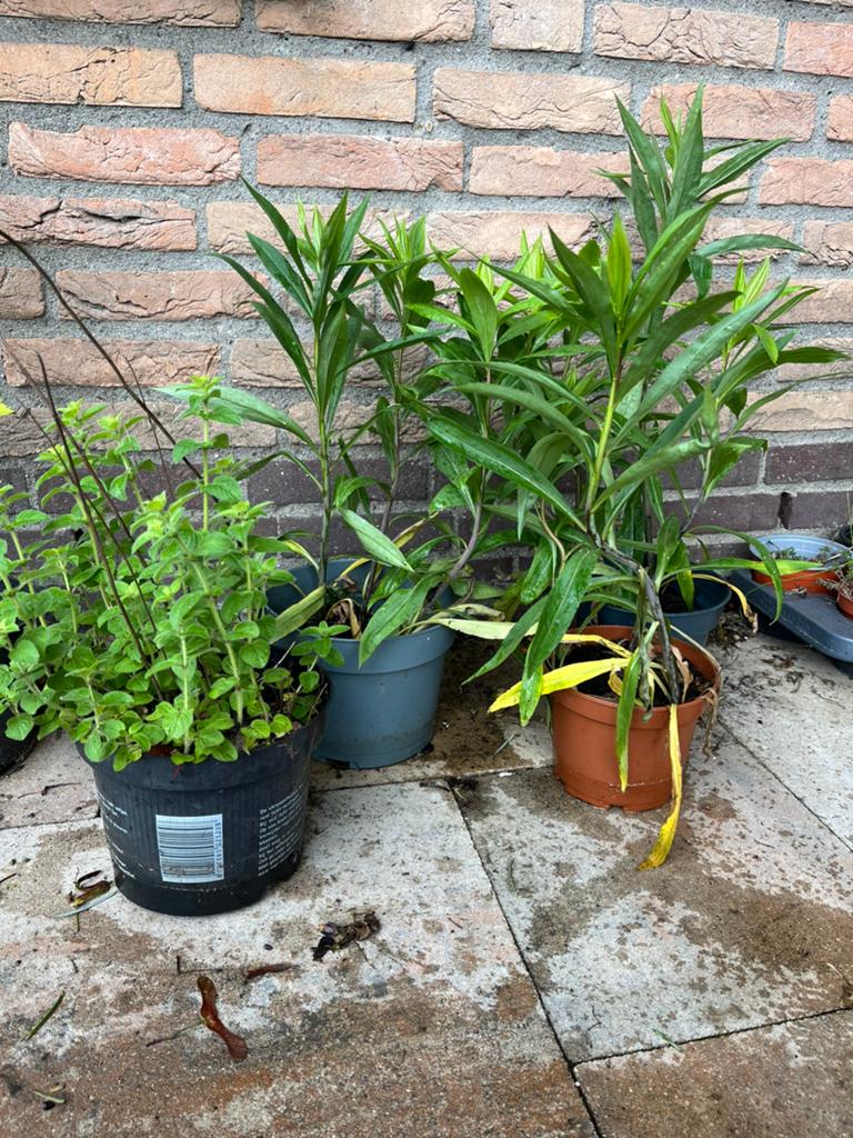 Stekjes guldenroede, hibiscus, wilde marjolein, Tuin en Terras, Planten | Tuinplanten, Ophalen, Overige soorten, Volle zon