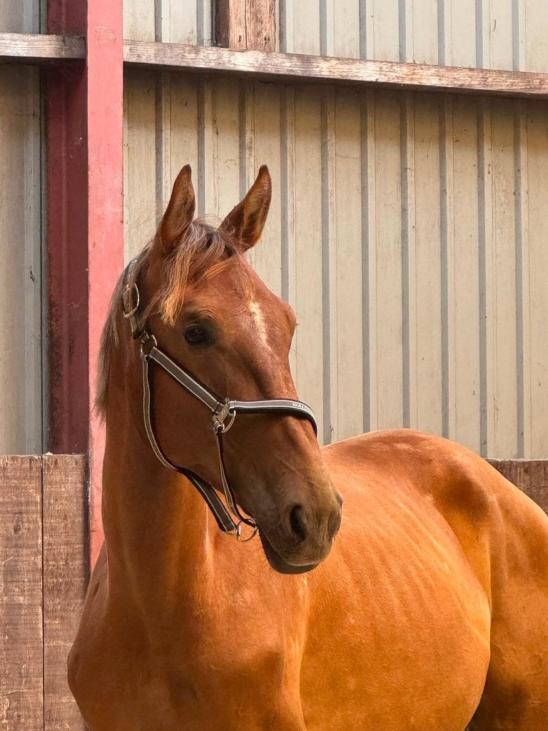 Grote 2 jarige ruin te koop!, Dieren en Toebehoren, Springpaard, Met stamboom, Ruin, 0 tot 2 jaar