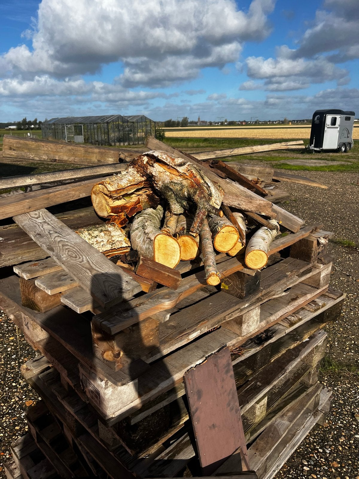 Gratis pallets en berkenhout voor brandhout, Ophalen, Berkenhout, Stammen