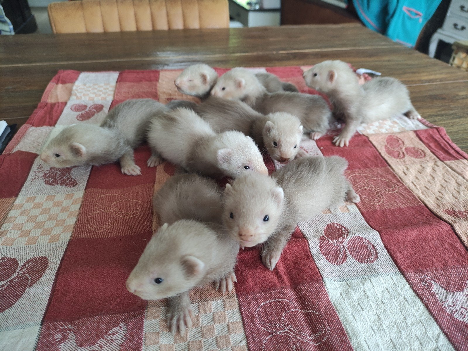 Fretten pups, Dieren en Toebehoren, Mei, Meerdere dieren