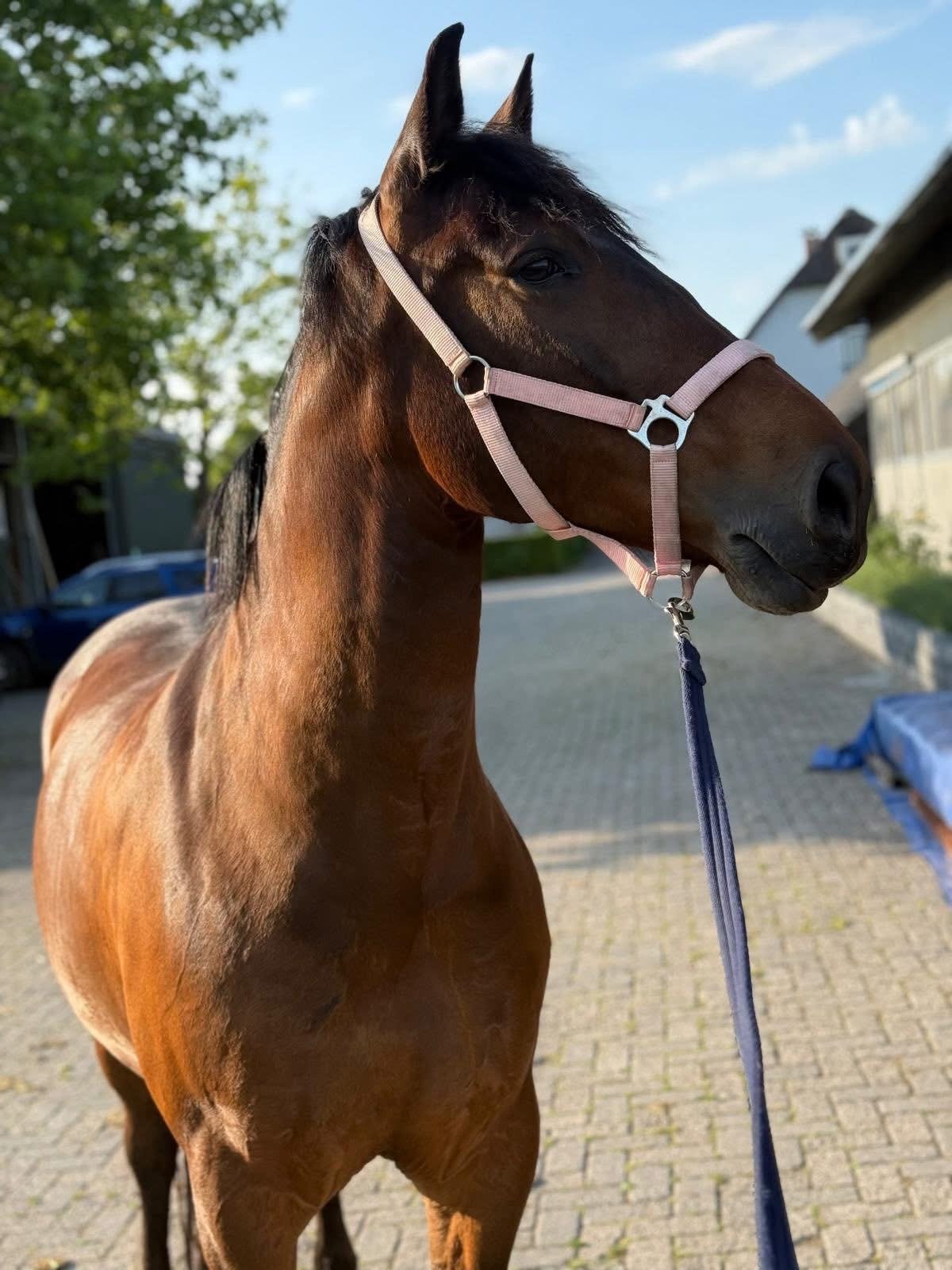 Mooie 8 jarige pony 1.56 schoft hoogte, Ruin, Dressuurpaard