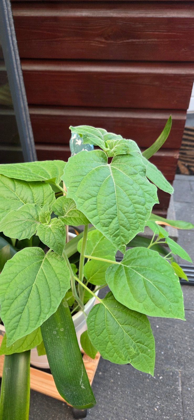 Goudbessen / Incabessen planten, Tuin en Terras, Volle zon, Eenjarig, Ophalen of Verzenden, Zomer