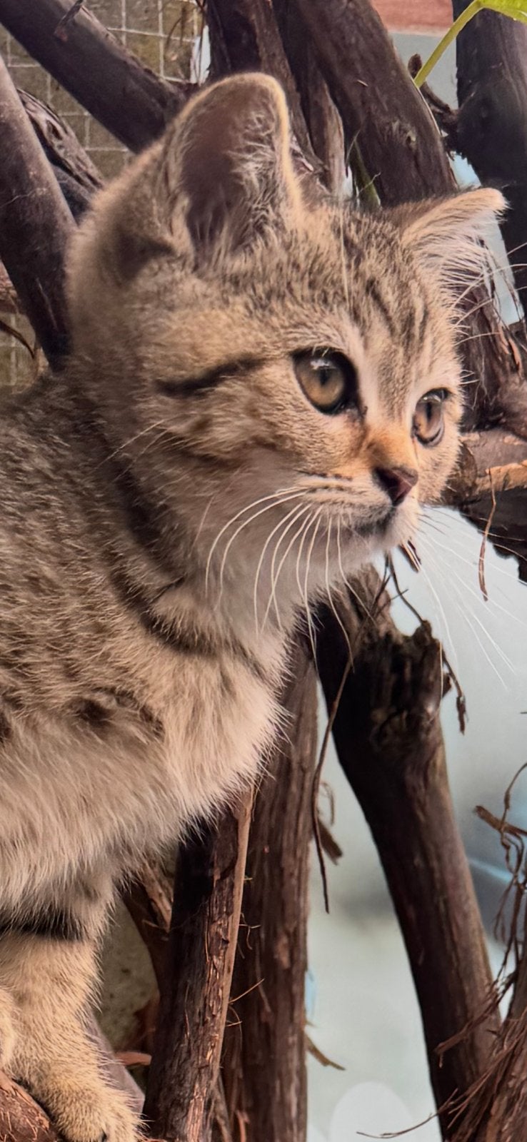 Prachtige Britse Korthaar kruising Angora, Dieren en Toebehoren, Katten en Kittens | Overige Katten, Meerdere dieren