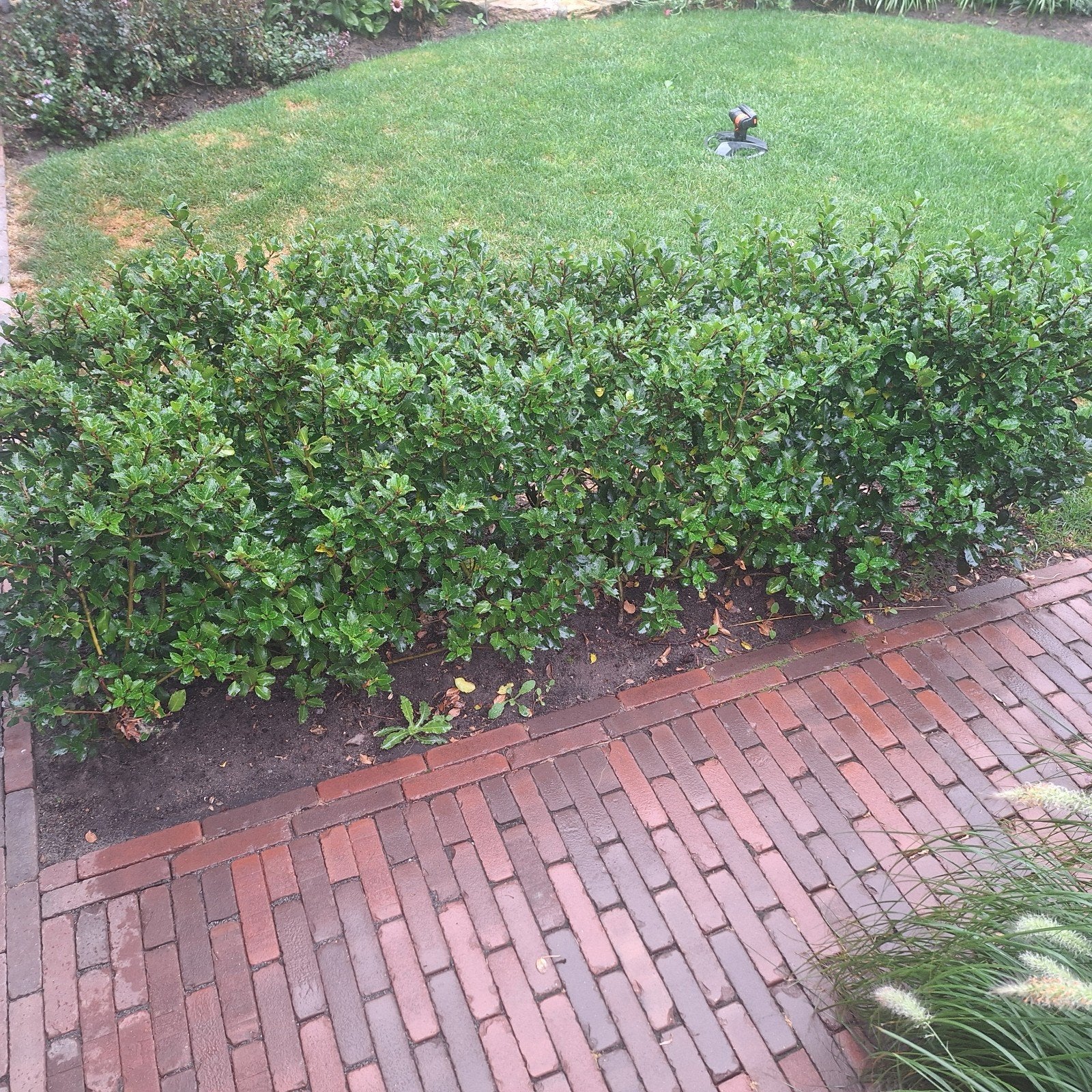 Tuiin planten, Ophalen of Verzenden, Overige soorten, Minder dan 100 cm